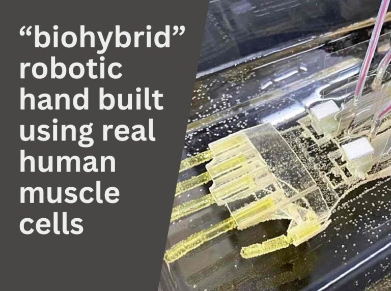 Japanese Researchers Develop Biohybrid Robotic Hand Built Using Real Human Muscle Cells