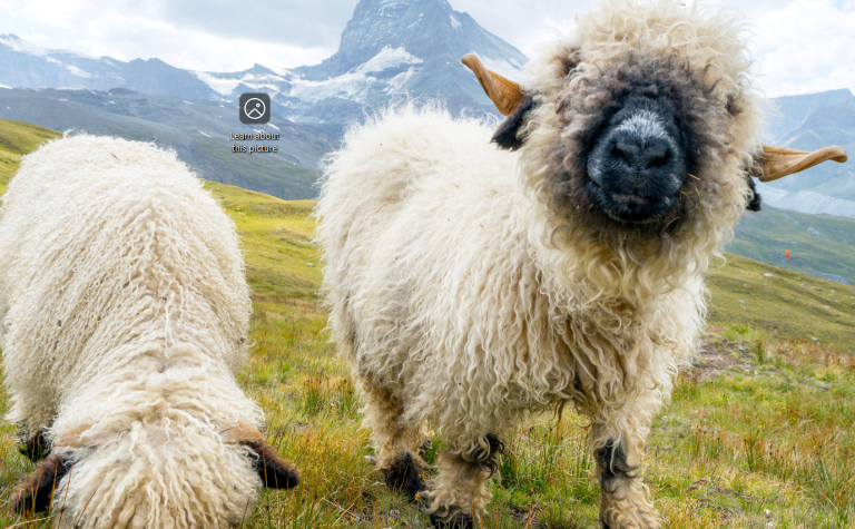 How to Remove the “Learn About This Picture” Icon on Windows 11 Desktop